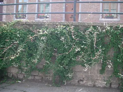 Photographie de Renouée à Fleur