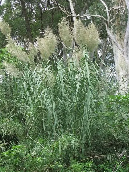 Photographie de Roseau géant, Canne de Provence