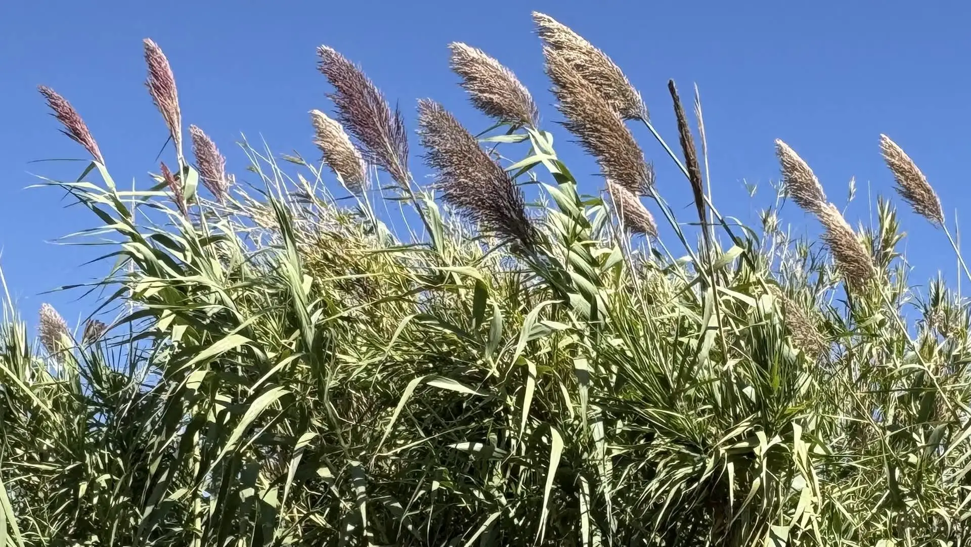 Photographie de Roseau géant, Canne de Provence