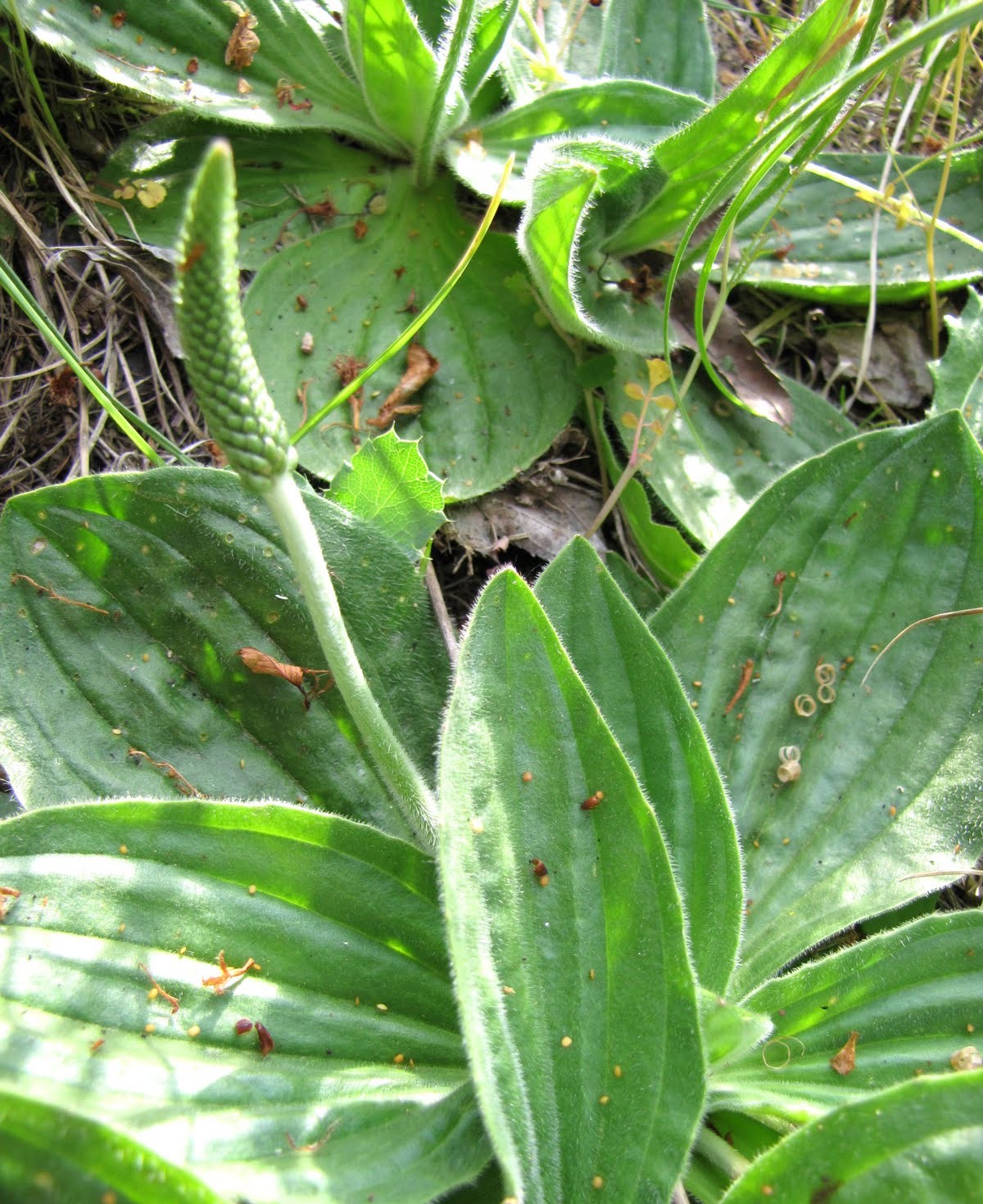 Photographie de Grand Plantain