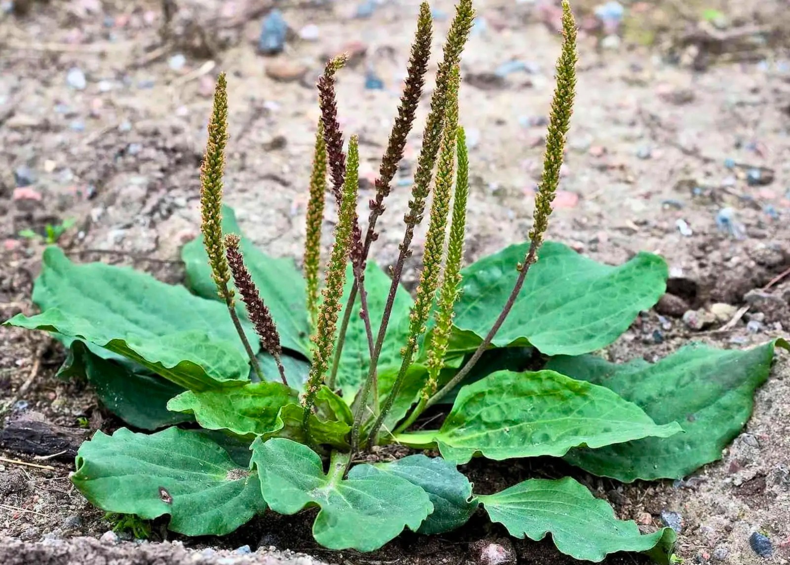 Photographie de Grand Plantain