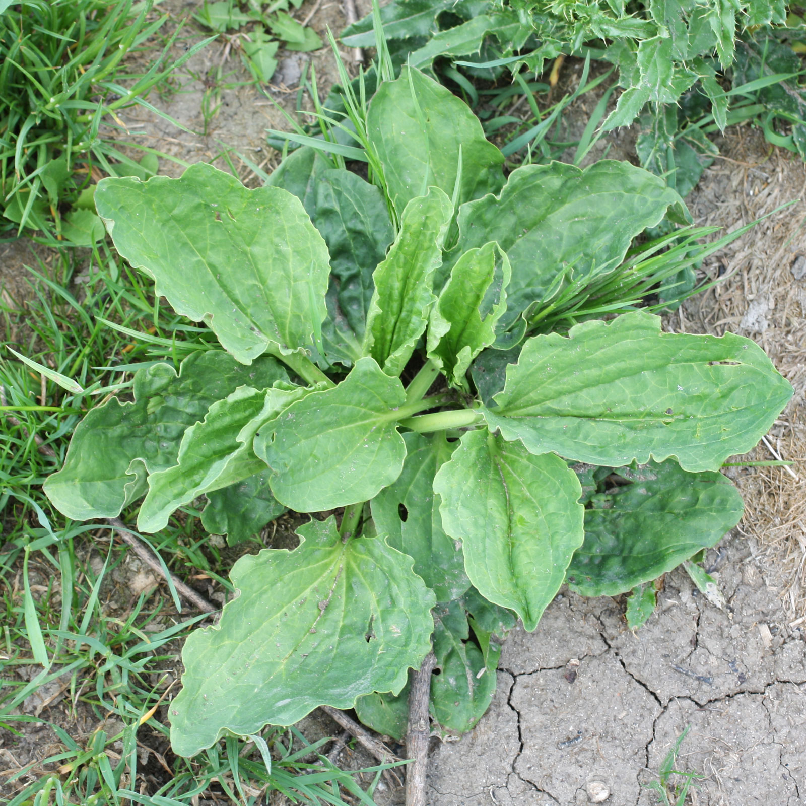 Photographie de Grand Plantain