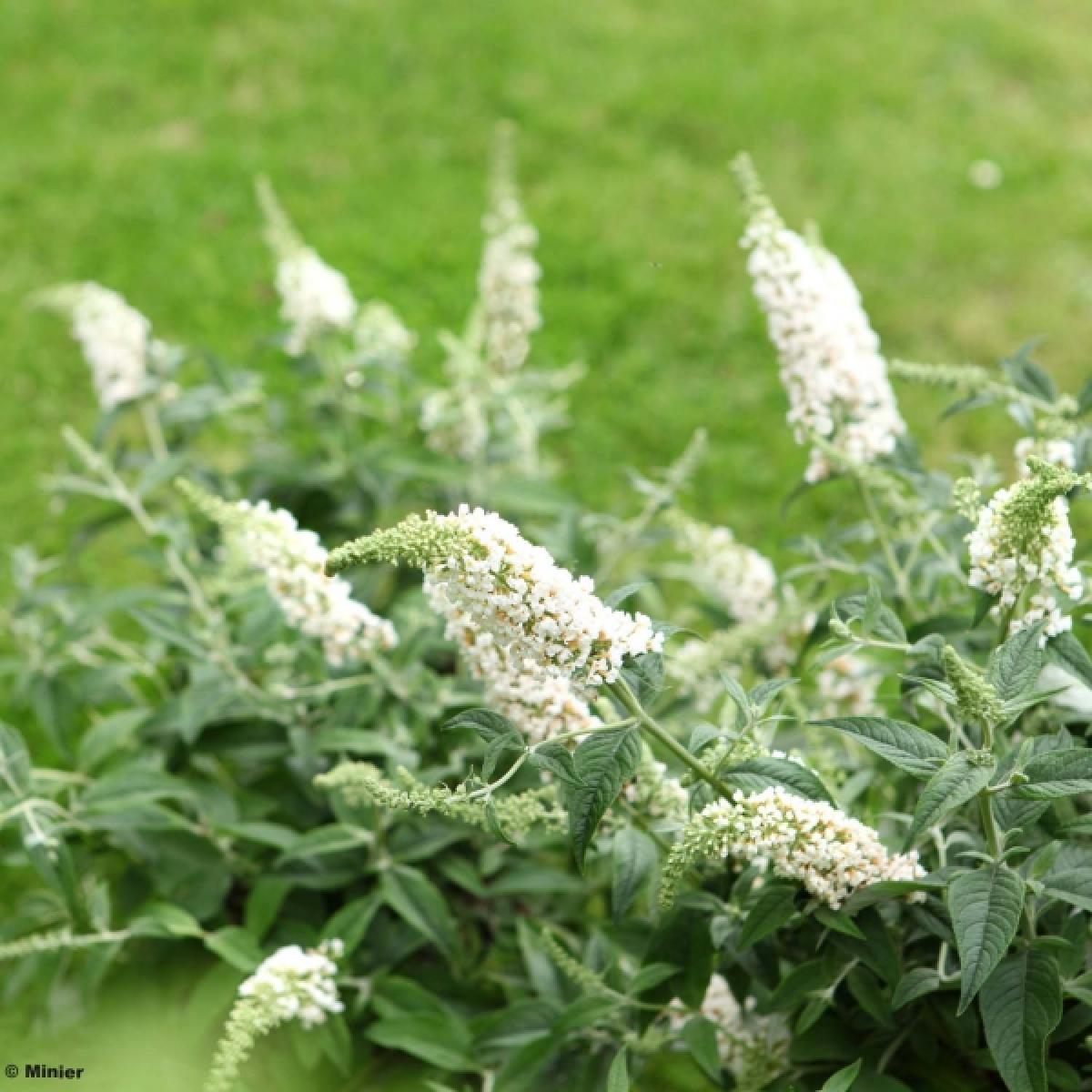 Photographie de Papillon Blanc