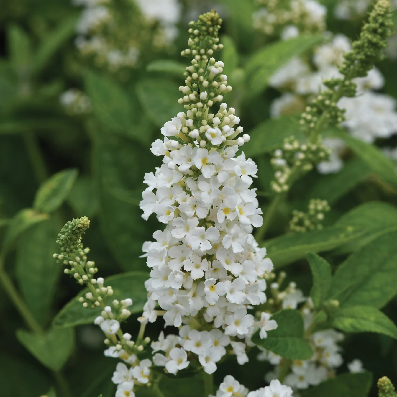 Photographie de Papillon Blanc