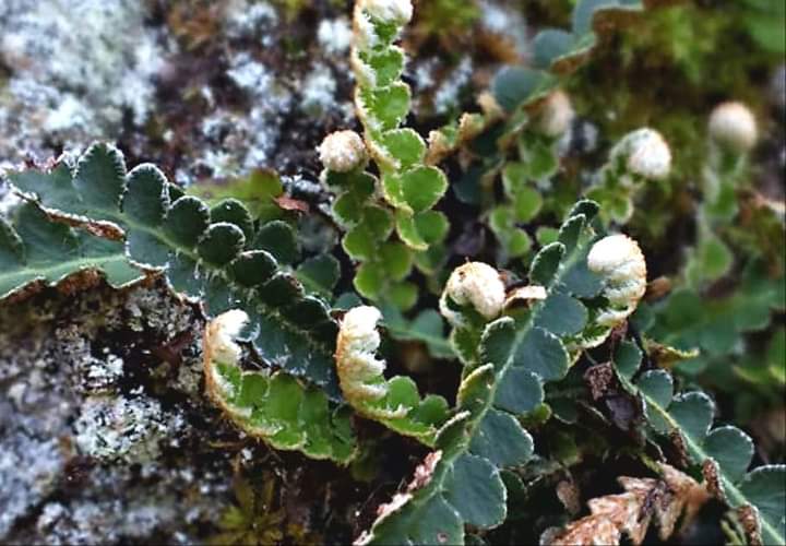 Photographie de Doradille, Doradille officinale