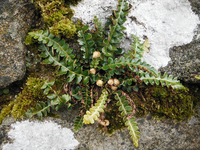Photographie de Doradille, Doradille officinale