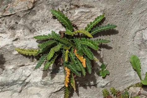 Photographie de Doradille, Doradille officinale