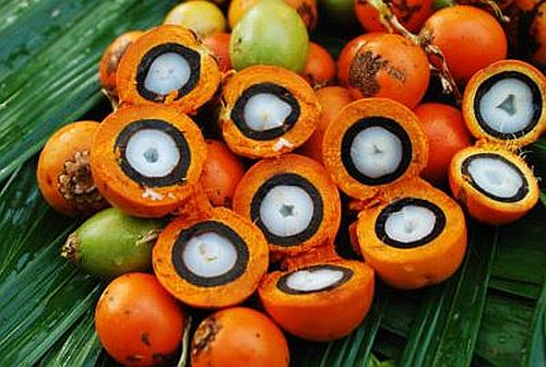 Photographie de Tucuma