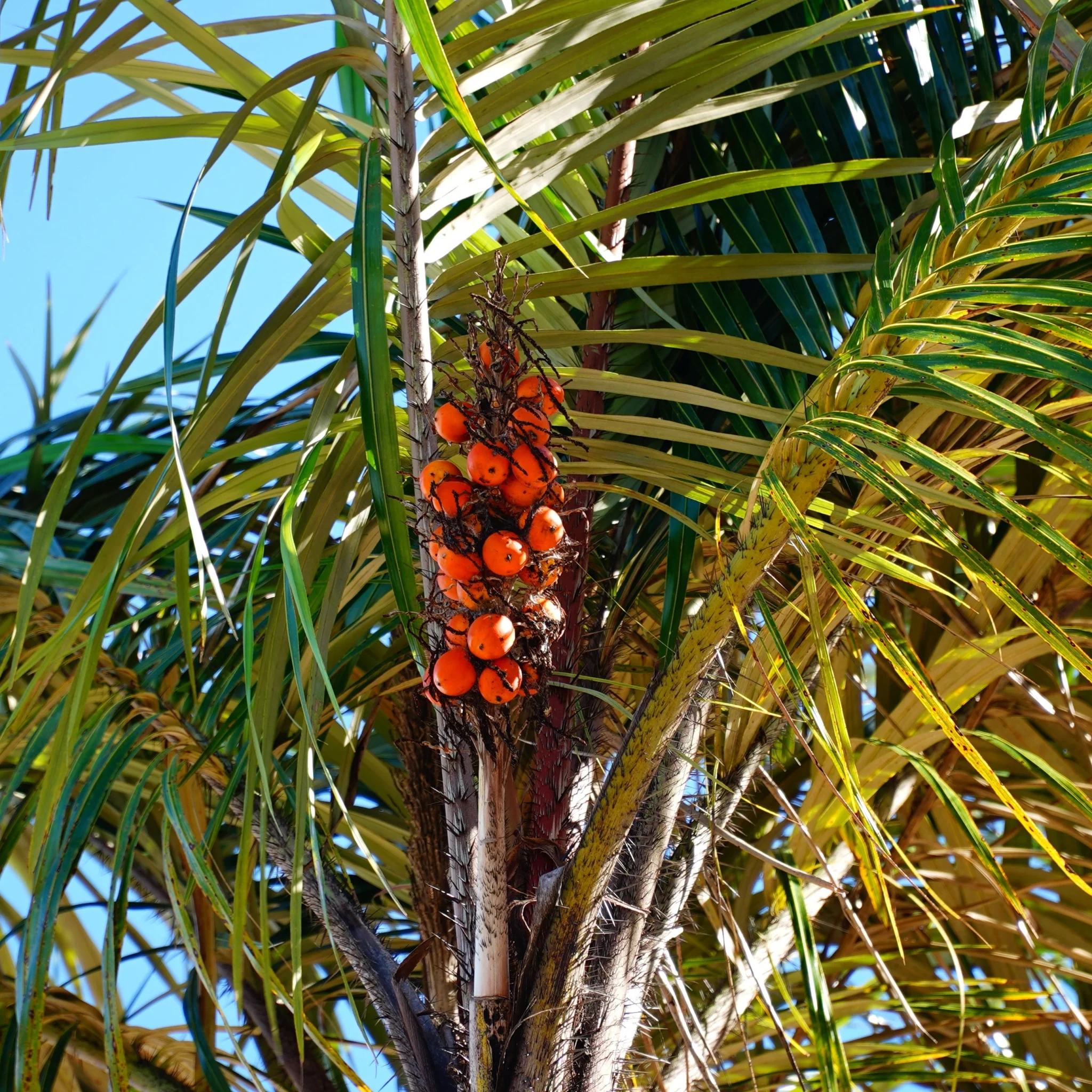 Photographie de Tucuma