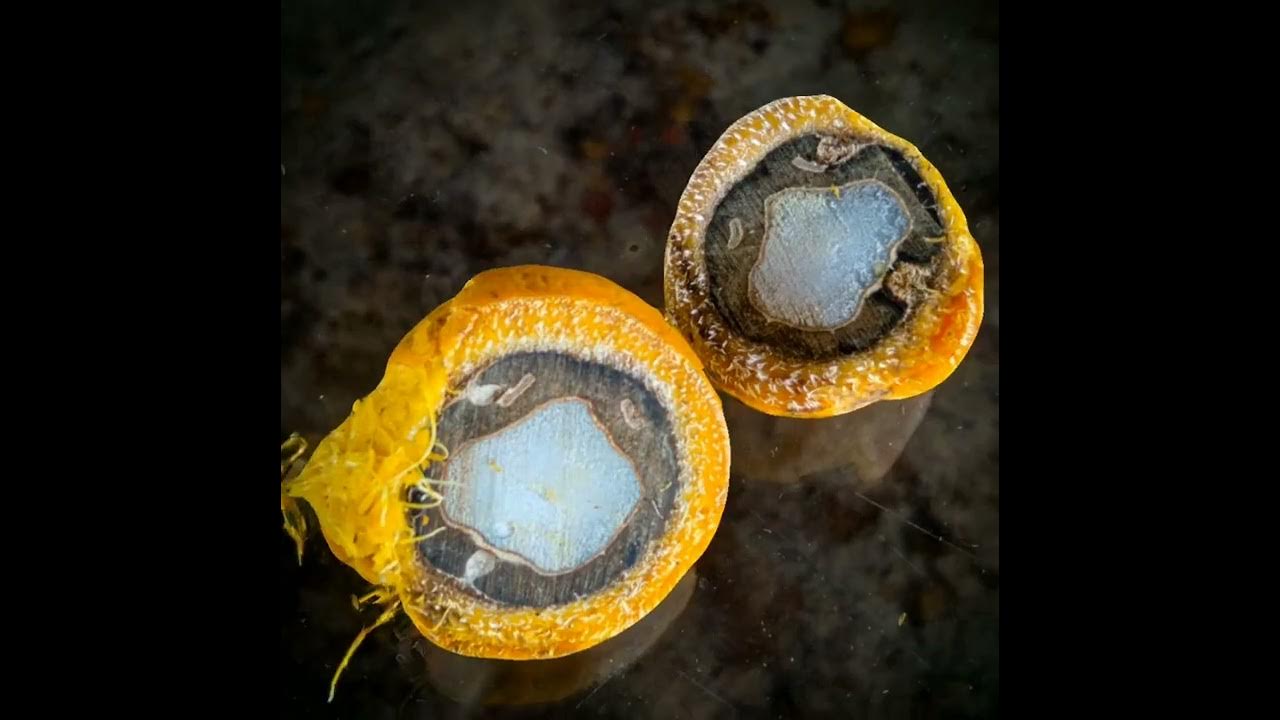 Photographie de Tucuma