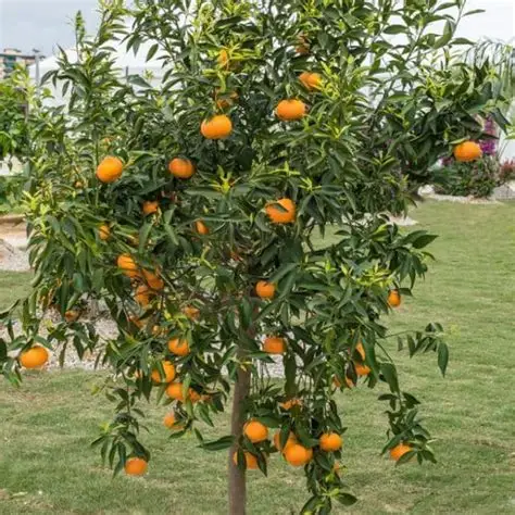 Photographie de Mandarinier