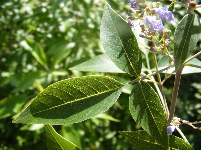 Photographie de Muguet bleu