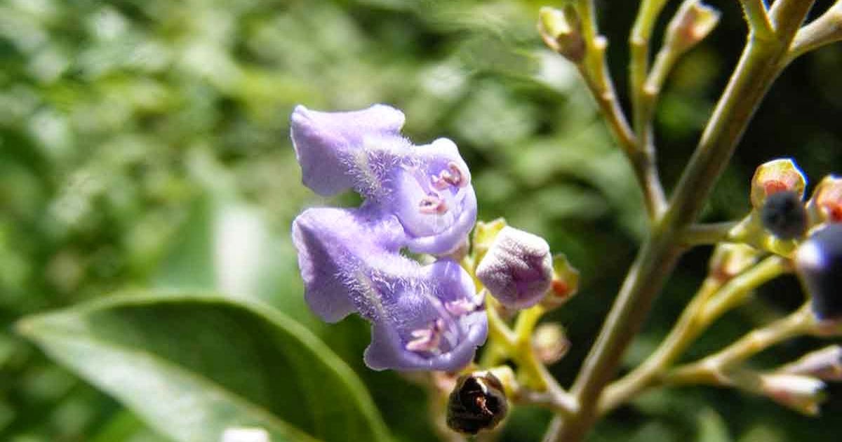 Photographie de Muguet bleu