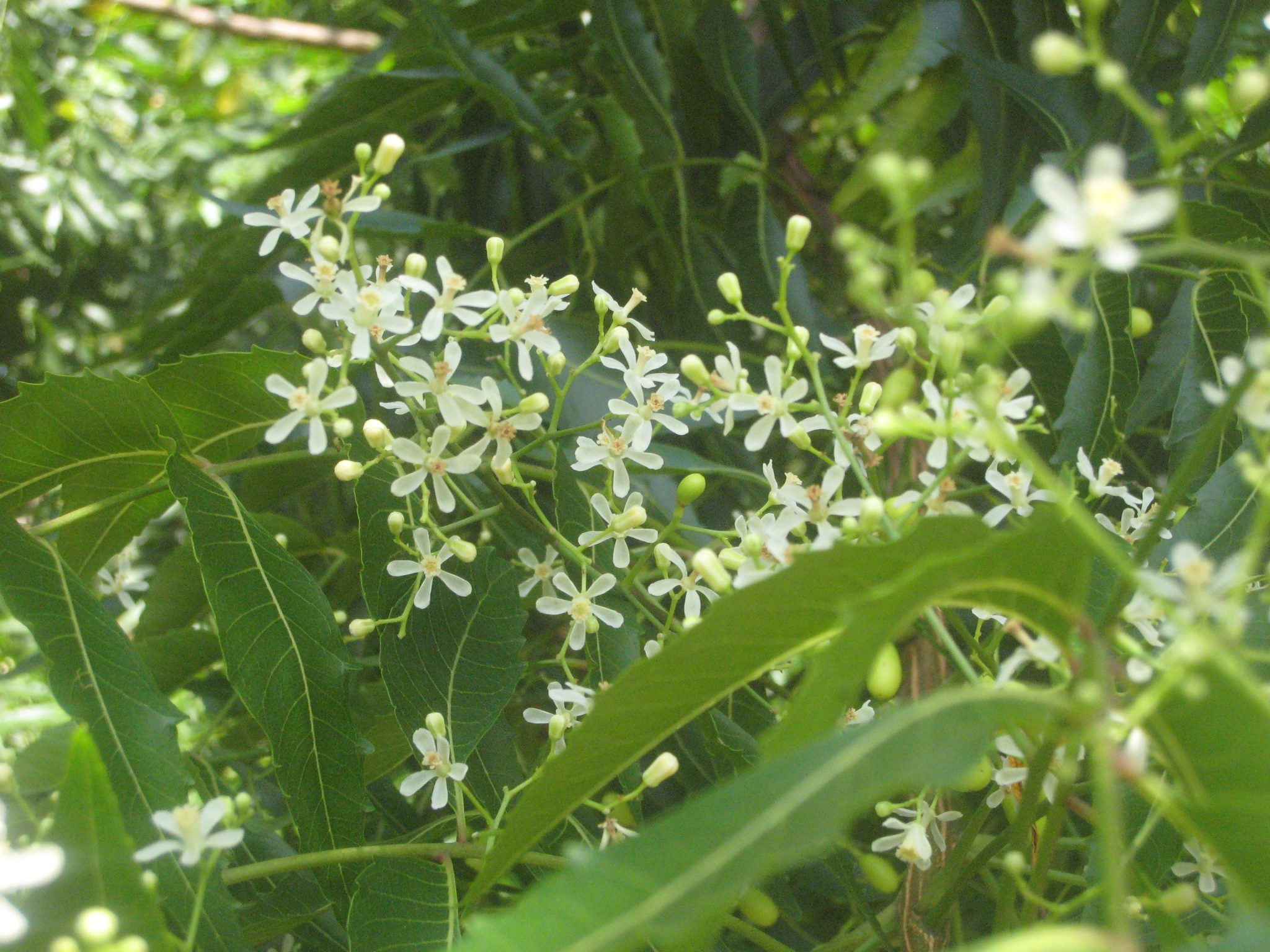 Photographie de Neem