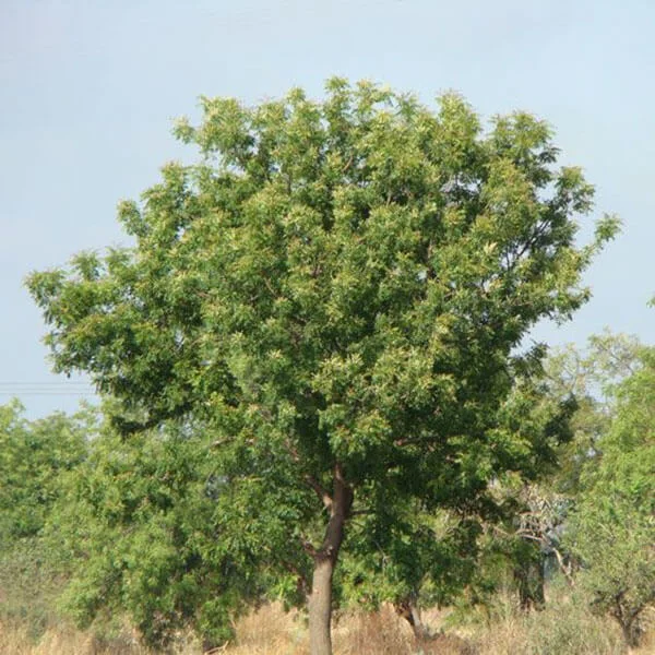 Photographie de Neem