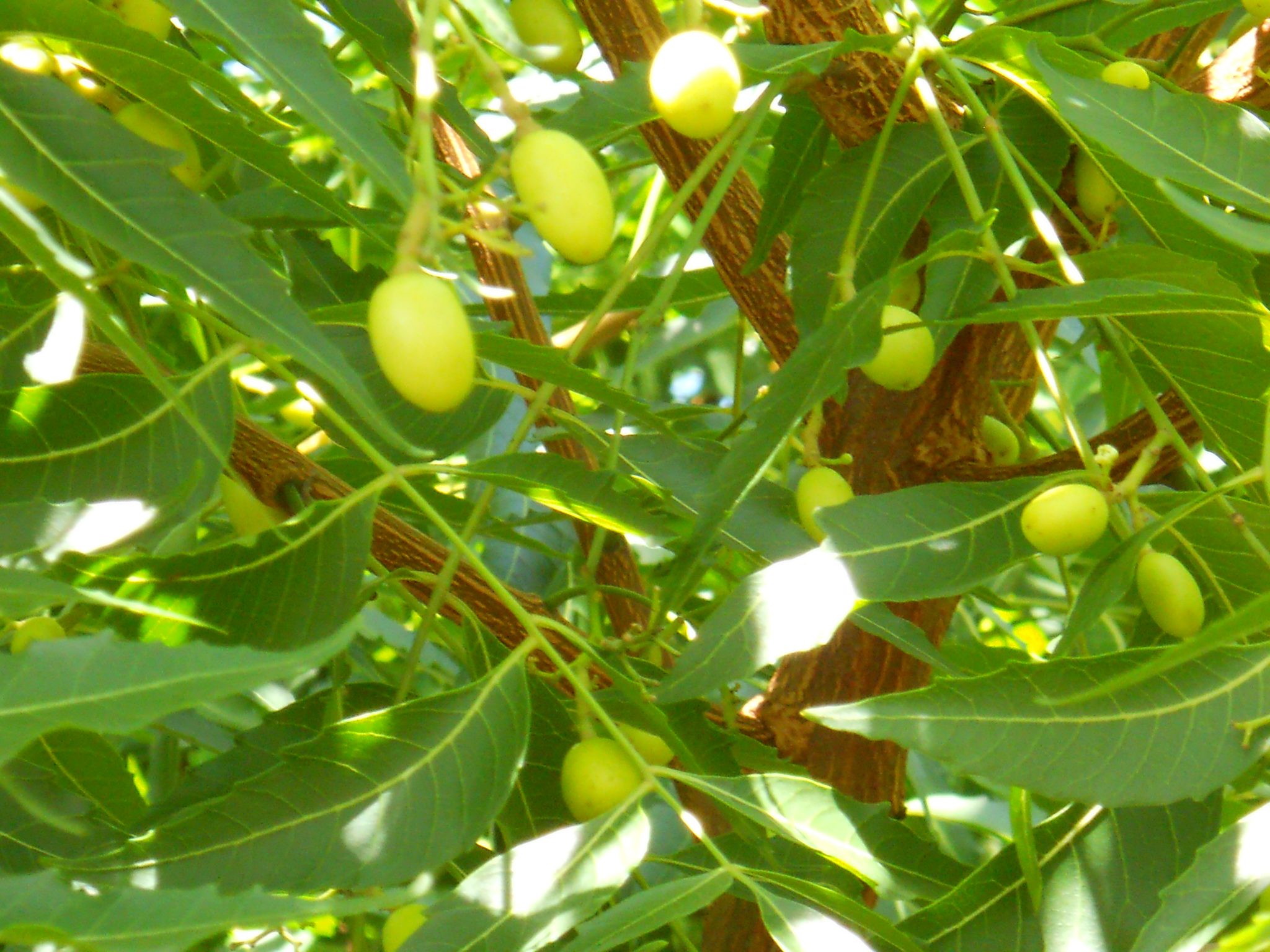 Photographie de Neem