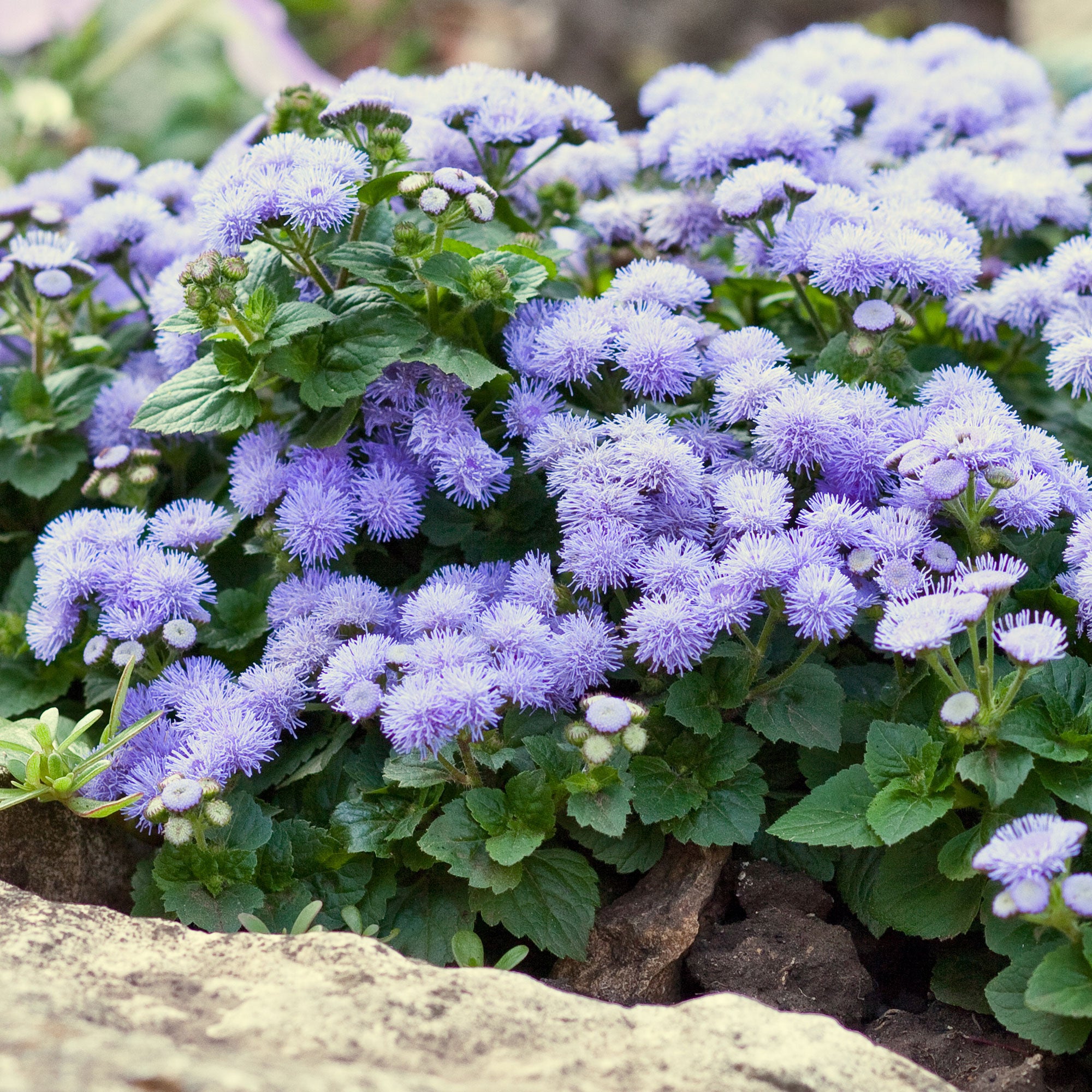 Photographie de Eupatoria Bleue