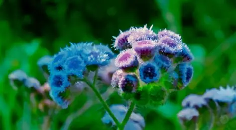 Photographie de Eupatoria Bleue