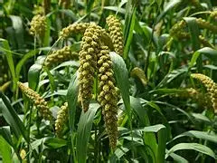 Photographie de Millet des Oiseaux