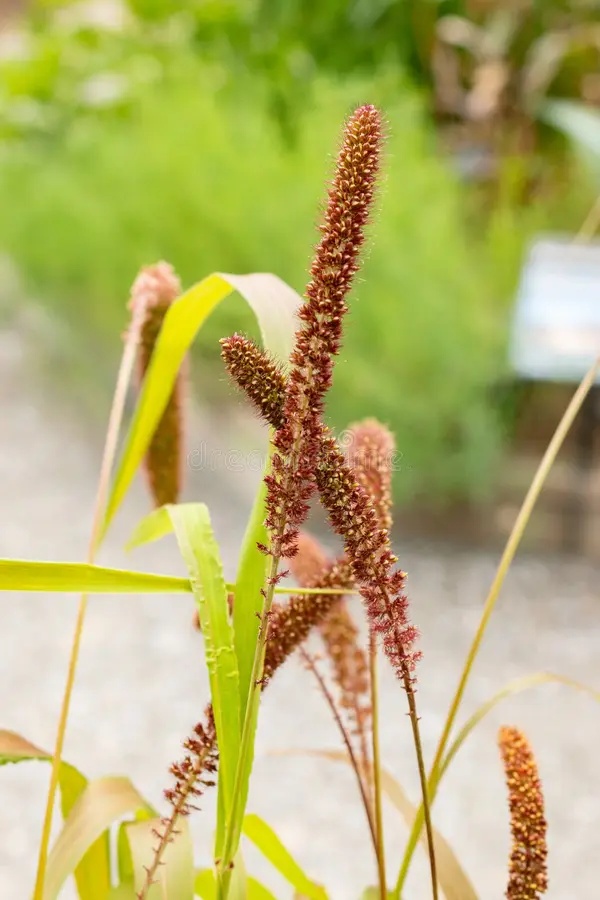 Photographie de Millet des Oiseaux