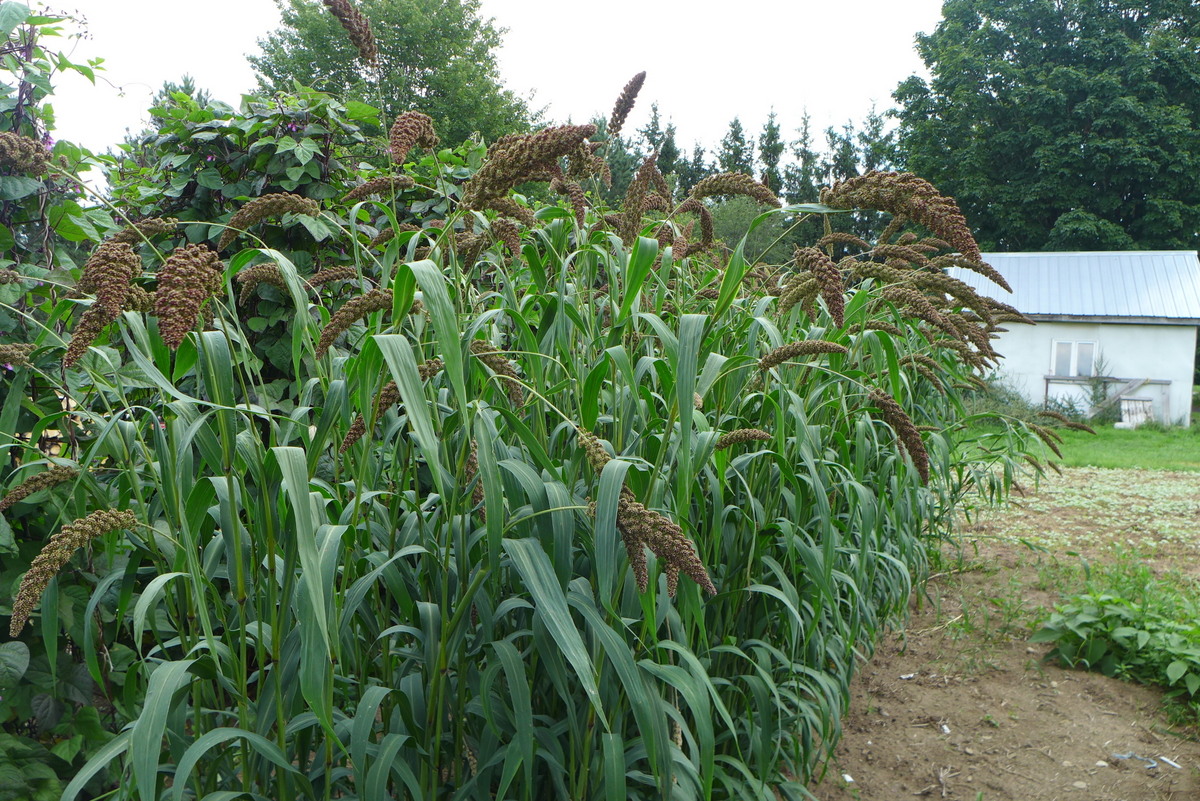 Photographie de Millet des Oiseaux