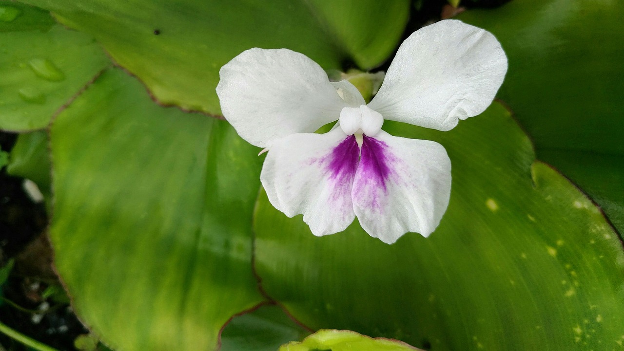 Photographie de Kencur