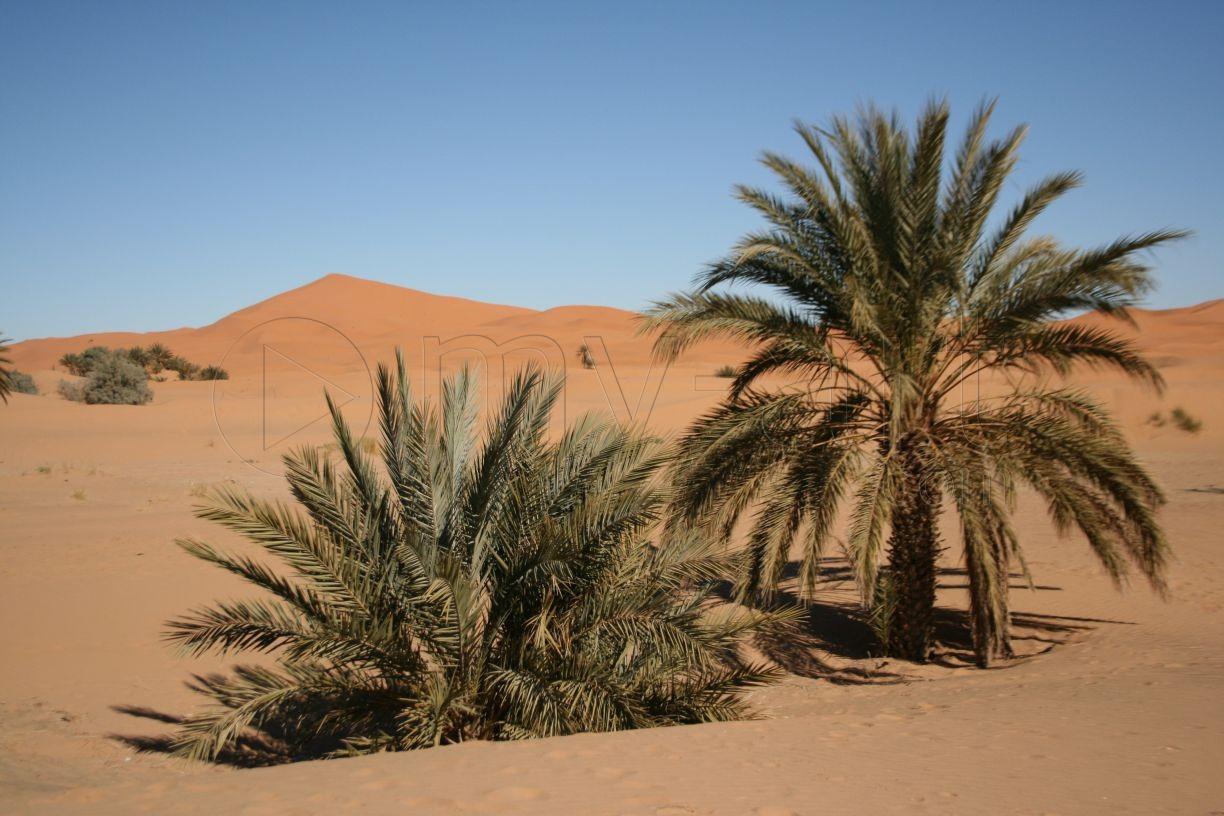 Photographie de Dattier du désert, héglik, lalob — Afrique sahélienne
