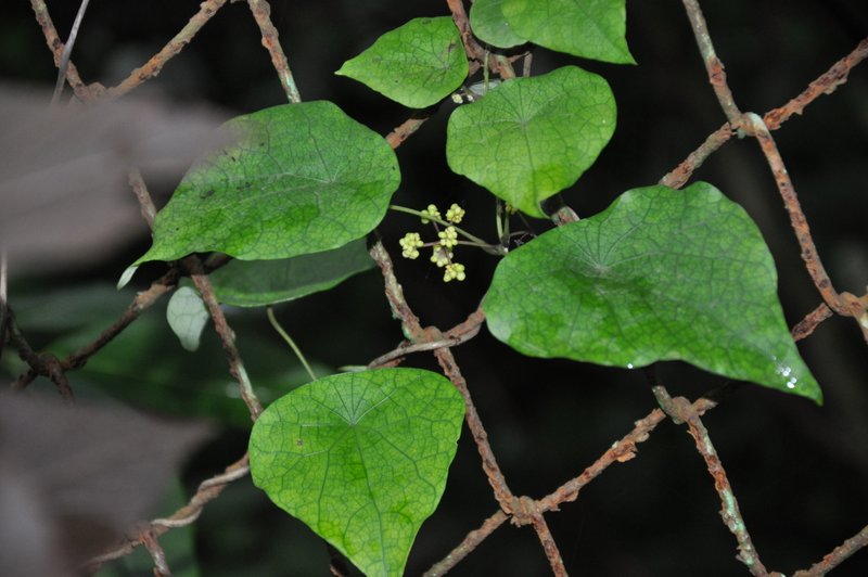 Photographie de Vigne Serpent