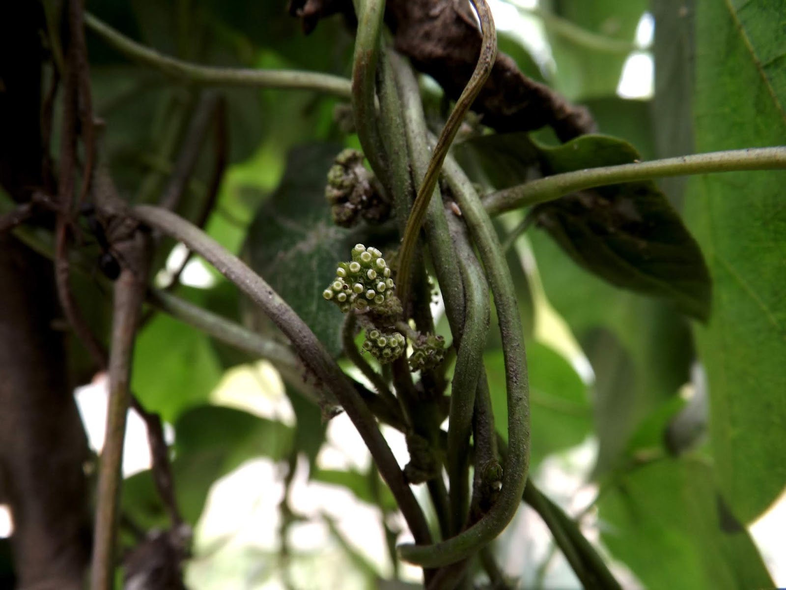 Photographie de Vigne Serpent