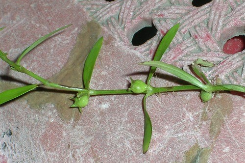 Photographie de Hédyode