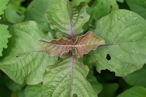 Photographie de Epinards de Longévité