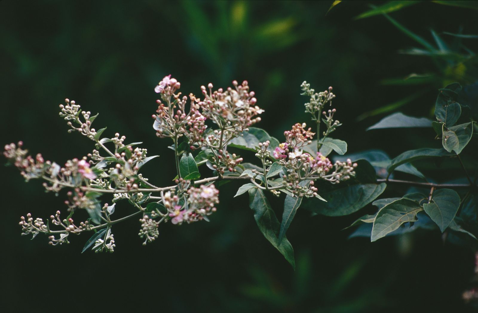 Photographie de Noms vernaculaires locaux variables — Amazonie