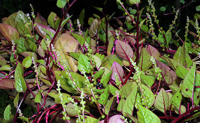 Photographie de épinard de Malabar rouge