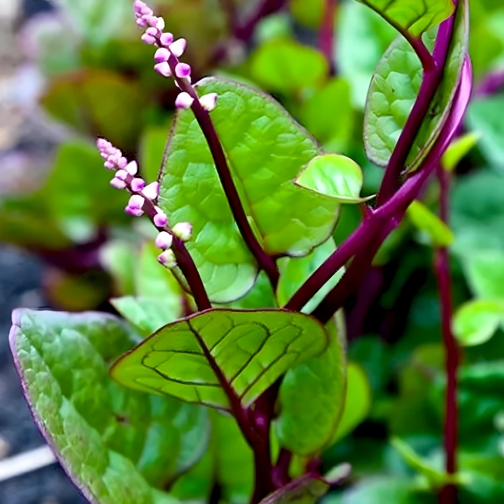 Photographie de épinard de Malabar rouge