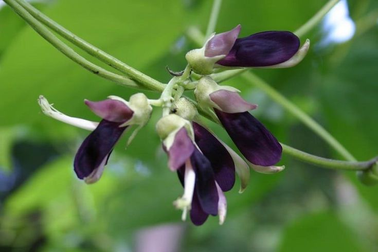 Photographie de Pois Mascate