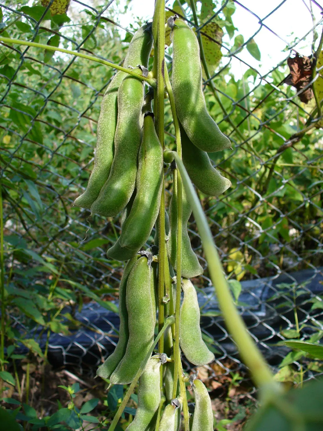 Photographie de Pois Mascate