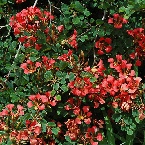 Photographie de Orchid bush rouge, Pride of De Kaap
