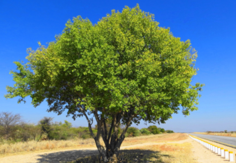 Photographie de Jujubier africain, Bird Plum