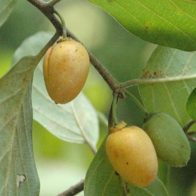 Photographie de Jujubier africain, Bird Plum