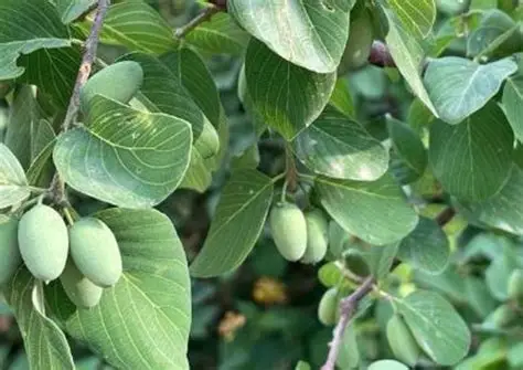 Photographie de Jujubier africain, Bird Plum