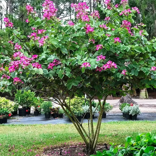 Photographie de Bauhinia à Fleurs Pourpres