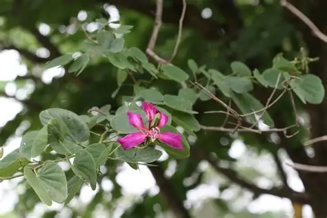 Photographie de Bauhinia à Fleurs Pourpres