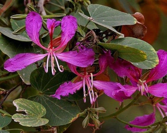 Photographie de Bauhinia à Fleurs Pourpres