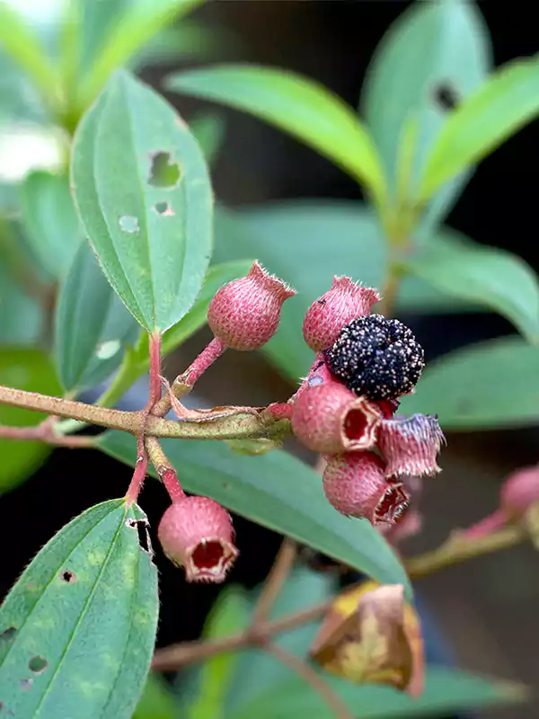 Photographie de Rhododendron de Singapour
