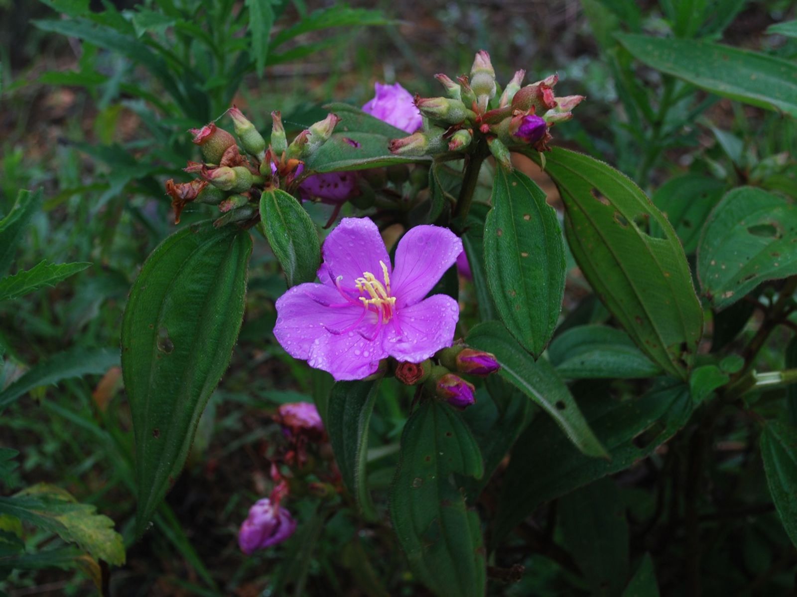 Photographie de Rhododendron de Singapour
