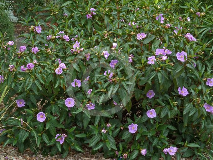 Photographie de Rhododendron de Singapour