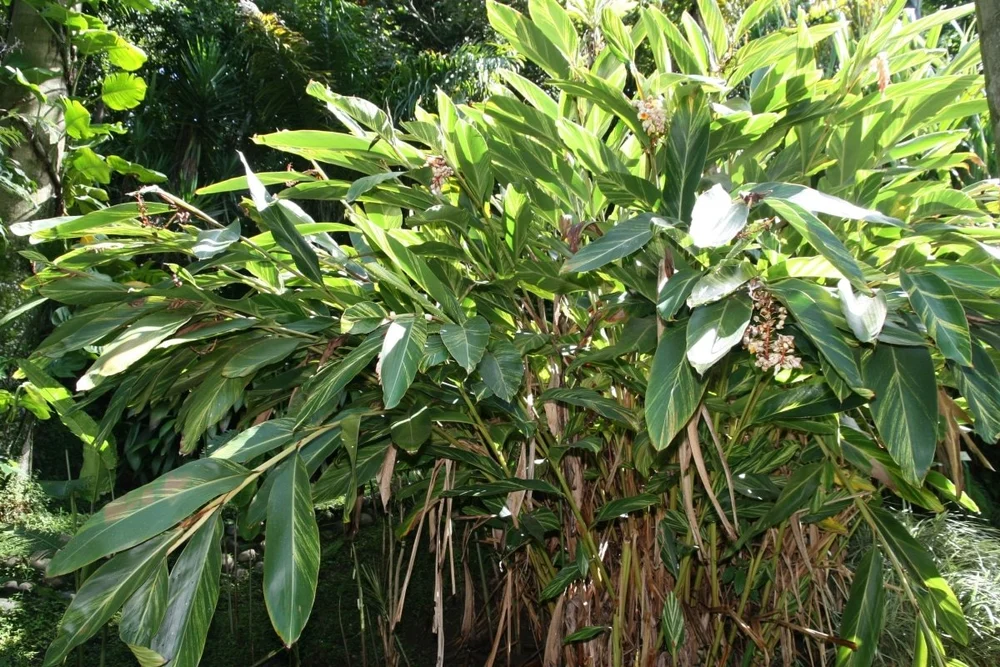 Photographie de Grand Galanga