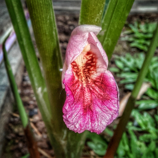 Photographie de Krachai