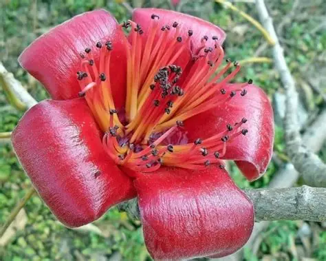 Photographie de kapokier rouge