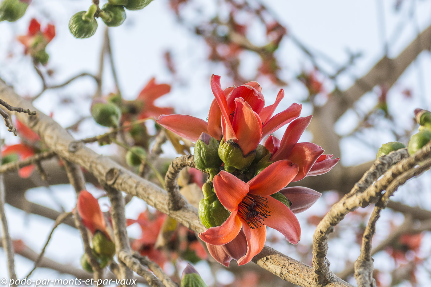 Photographie de kapokier rouge